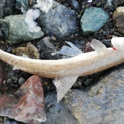 ショアジギング！