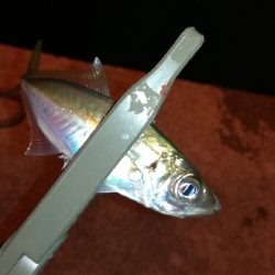 ナイトアジング