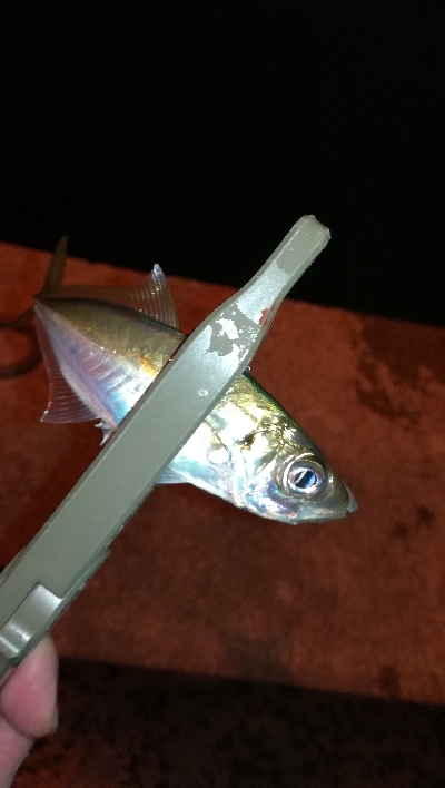 ナイトアジング