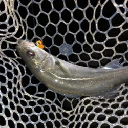 メバルプラッキングのはずが…