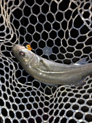 メバルプラッキングのはずが…