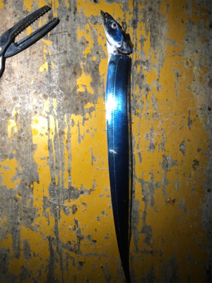 連日のタッチ〜チャレンジ