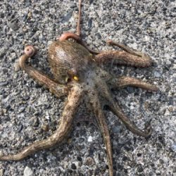 オクトパッシング