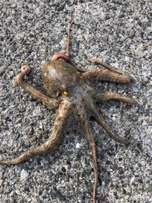 オクトパッシング