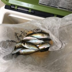 サビキ釣り朝は厳しかな！？