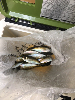 サビキ釣り朝は厳しかな！？