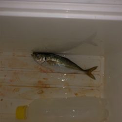 極寒でドリチンアジング