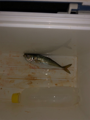 極寒でドリチンアジング