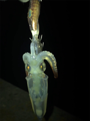 やっぱり渋いヒイカ釣り(＞＜)