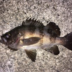 数釣りメバリング