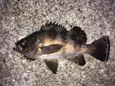 数釣りメバリング