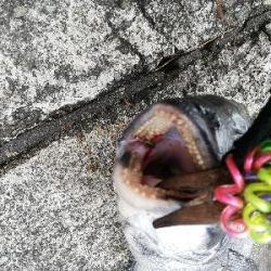 ヘチチヌ立て続けヒット