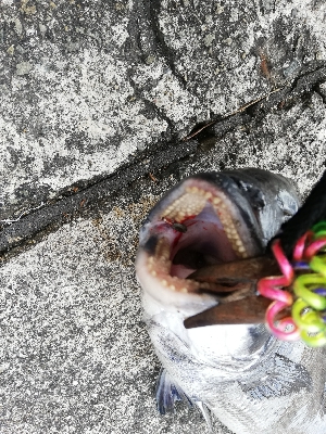 ヘチチヌ立て続けヒット