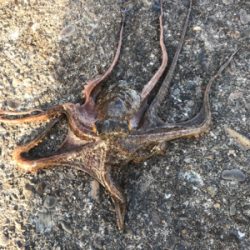 先週のリベンジ フカセ