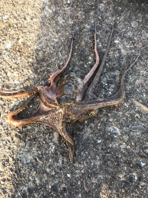 先週のリベンジ フカセ