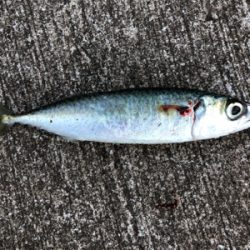 寒い寒い太刀魚