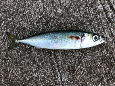 寒い寒い太刀魚