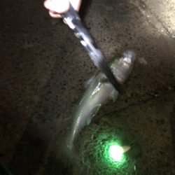 鱗付けがサバちゃんに…(´༎ຶོρ༎ຶོ`)