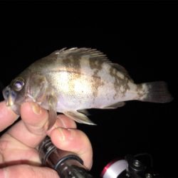 アジ狙いで出撃するも