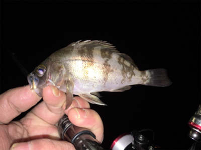 アジ狙いで出撃するも