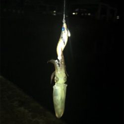 やっぱり渋いヒイカ釣り(＞＜)