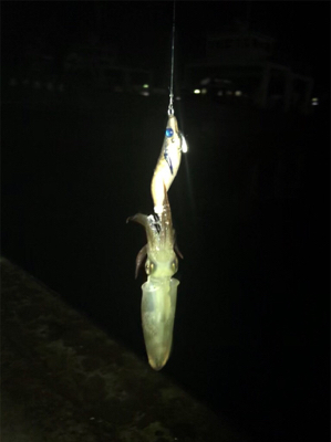 やっぱり渋いヒイカ釣り(＞＜)