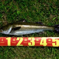 休息メバリング不成立1805〜1835