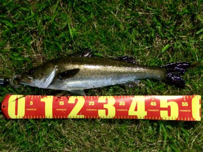 休息メバリング不成立1805〜1835