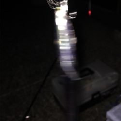 極寒の中でタチウオ