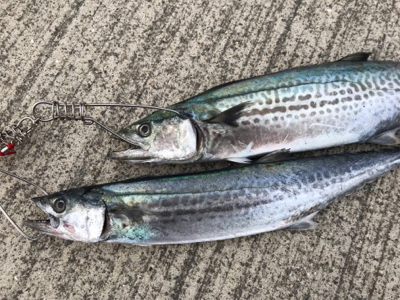 太刀魚、サゴシ