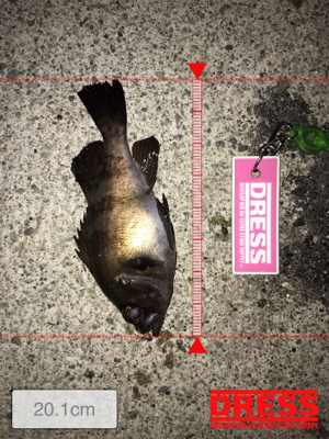 タチウオ終わり！メバル好調！