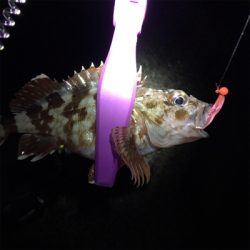 アジングなのに!!