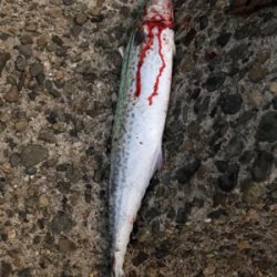 釣り納めしない！