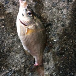 マリンピア沖洲でウキサビキ