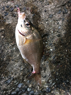 マリンピア沖洲でウキサビキ