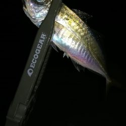 ナイトアジング