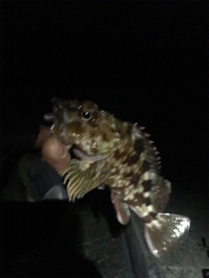 ハードロックフィッシュ練習2