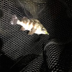 そろそろメバリング