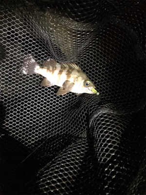 そろそろメバリング