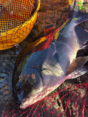 地磯でフカセ♪