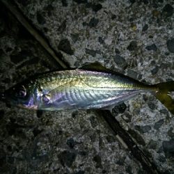 アジだらけ、時々メバル