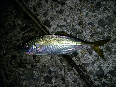 アジだらけ、時々メバル