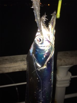 ドラゴン現れず