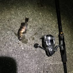 樋島メバリング