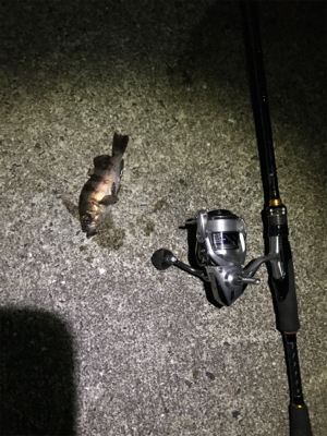 樋島メバリング