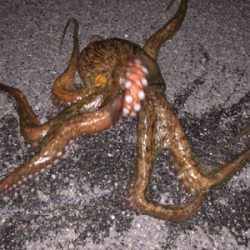 化け物出てもうた