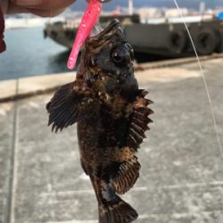 ライトワインドに初挑戦