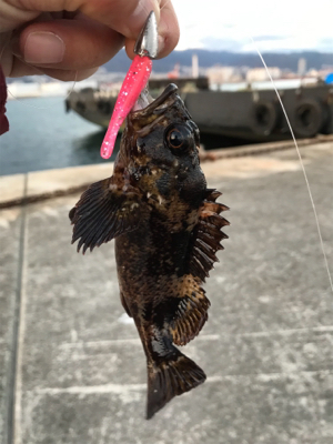 ライトワインドに初挑戦