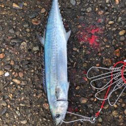 ショアジギング