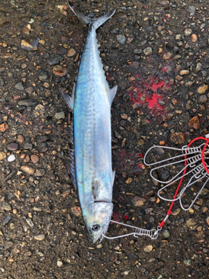 ショアジギング